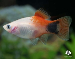 Cá Mún Mickey Đỏ Trắng - Platy Mickey Red White