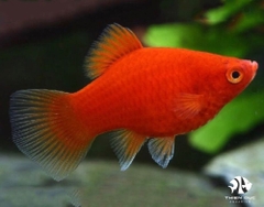 Cá Mún Hạt Lựu - Platy Red Coral