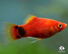 Cá Mún Mickey Đỏ  - Platy Mickey Red