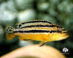 Ali Thái - Pseudotropheus Auratus