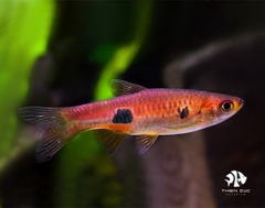 Trâm Kalochroma - Rasbora Kalochroma