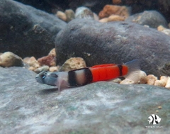 Bống Red Belted -  Red Belted Goby