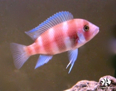 Cá Đầu Bò Đỏ - Frontosa Cichlid-Red