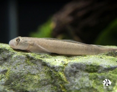 Bống Red Tail -  Red Tail Rock Goby