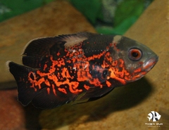 Cá Tai Tượng Đen - Redtiger Oscar