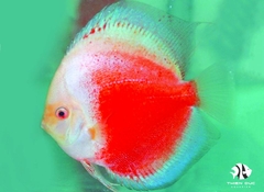Cá Dĩa Đỏ Trắng Mắt Đỏ - Red-White Albino Discus