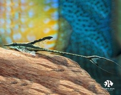 Royal Whiptail