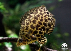 Cá Sặc Da Báo - Leopard Ctenopoma