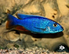 Cá Ali Thái - Sciaenochromis Ahli