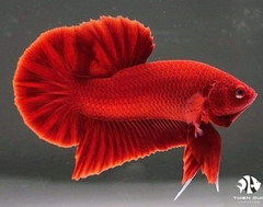 Cá Betta Super Red