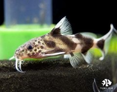 Valentiana Synodontis