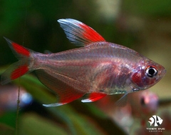 White Fin Tetra