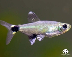 White Spot Tetra