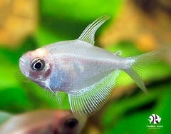 White Tetra