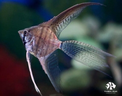 Zebra Angelfish Longfin