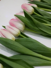(Hoa Lẻ) Hoa Tulip Hồng Nhạt Nhập Khẩu