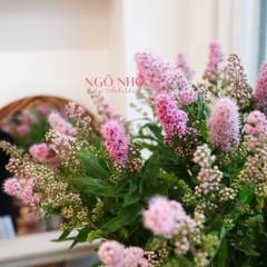 (Hoa Lẻ) Hoa Trân Châu Hồng Nhập Khẩu