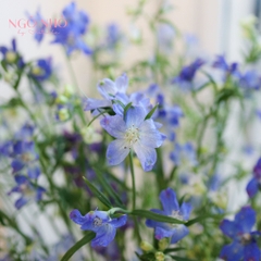 (Hoa Lẻ) Hoa Violet Xanh Nhập Khẩu