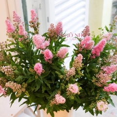 (Hoa Lẻ) Hoa Trân Châu Hồng Nhập Khẩu