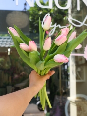 (Hoa Lẻ) Hoa Tulip Hồng Nhạt Nhập Khẩu