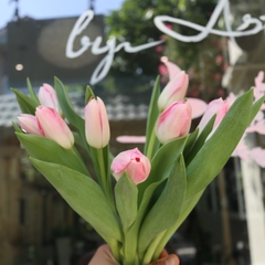 (Hoa Lẻ) Hoa Tulip Hồng Nhạt Nhập Khẩu
