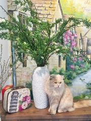 Tiểu Tú Cầu Kodemari (Nhật Bản)