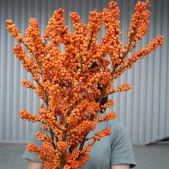 (Hoa lẻ) Đào đông cam (Hà Lan)