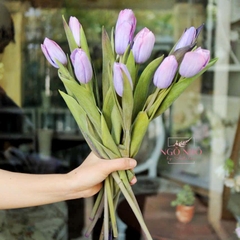 (Hoa lẻ) Tulip tím nhuộm Lilac