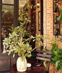 Cành Trái Thanh Mai