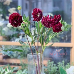 Thược dược đen