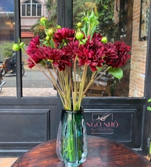 Thược dược đen