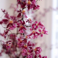 (Hoa Lẻ) Hoa Lan Vũ Nữ Velvet Maroon VN