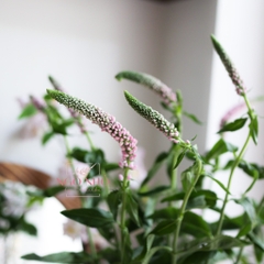 (Hoa Lẻ) Hoa Verronica Hồng Nhạt