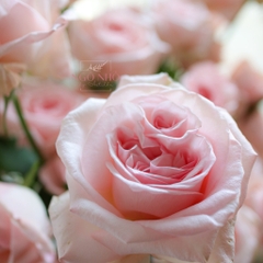 (Hoa Lẻ) Hoa Hồng Ohara Thơm Ngất Ngây