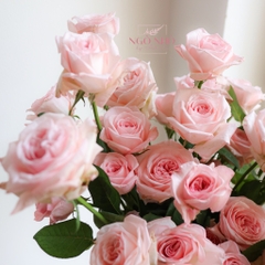 (Hoa Lẻ) Hoa Hồng Ohara Thơm Ngất Ngây