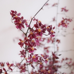 (Hoa Lẻ) Hoa Lan Vũ Nữ Velvet Maroon VN