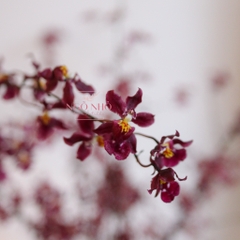(Hoa Lẻ) Hoa Lan Vũ Nữ Velvet Maroon VN