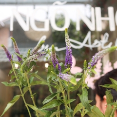 (Hoa Lẻ) Hoa Veronica Tím Nhập Khẩu