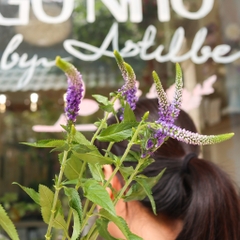 (Hoa Lẻ) Hoa Veronica Tím Nhập Khẩu