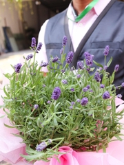 Chậu Hoa Lavender Đà Lạt | Lavender Thơm Chịu Nhiệt