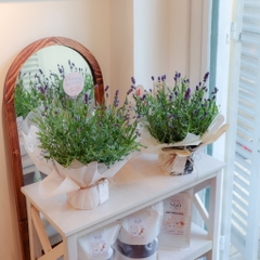 Chậu Hoa Lavender Đà Lạt | Lavender Thơm Chịu Nhiệt