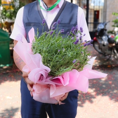 Chậu Hoa Lavender Đà Lạt | Lavender Thơm Chịu Nhiệt