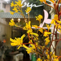 (Hoa Lẻ) Cành Sừng Hươu Nhập Khẩu