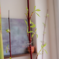 (Hoa Lẻ) Cành Cornus/ Liễu Đỏ Nhập Khẩu