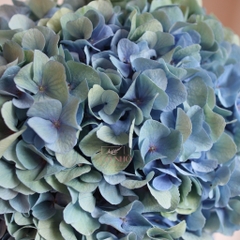 (Hoa Lẻ) Hoa Cẩm Tú Cầu Minium Blue Nhập Khẩu