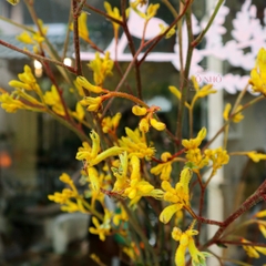 (Hoa Lẻ) Cành Sừng Hươu Nhập Khẩu