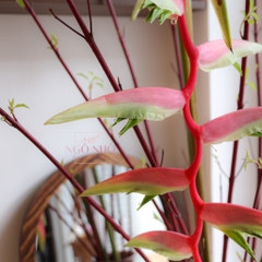 (Hoa Lẻ) Cành Chuối Pháo Hồng Pink Đà Lạt