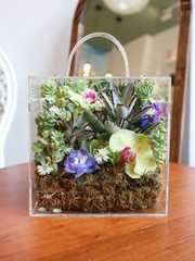 Hộp Sen Đá phối Lan Hồ Điệp 803