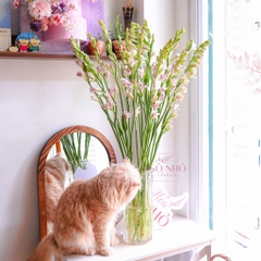 (Hoa Lẻ) Hoa Huệ Hồng Siêu Thơm Nhập Khẩu