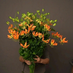 Ly lửa đỏ/cam (Nhật Bản)